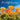 Wildflowers 2027 12" x 12" Wall Calendar