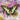 Butterflies of North America 2027 12" x 12" Wall Calendar
